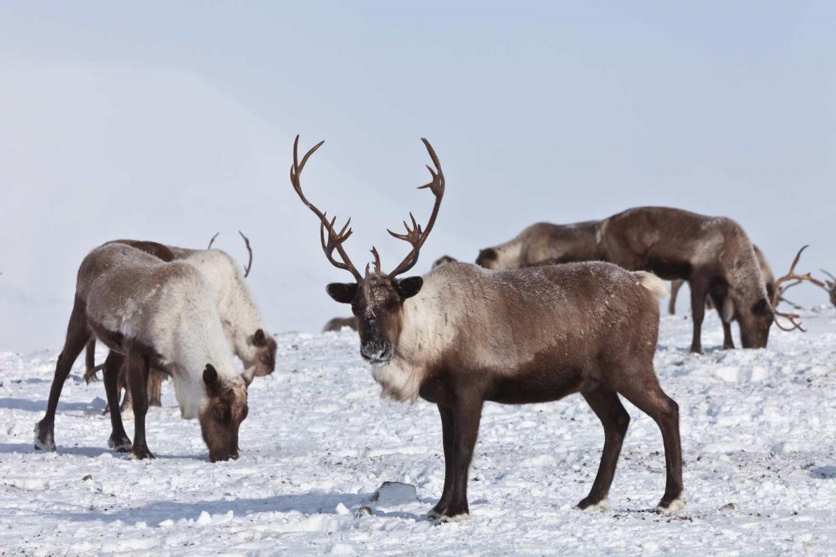 Ciervos en un bosque nevado