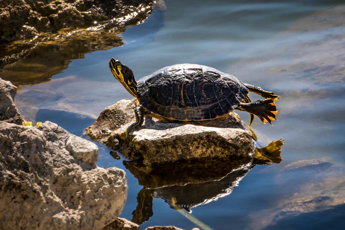 Una tortuga en un rio.