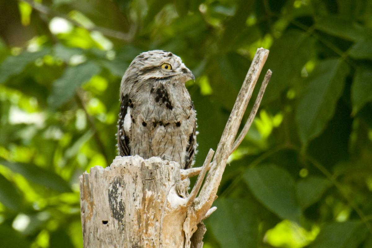 Un Nictibio Uratú en Costa Rica.