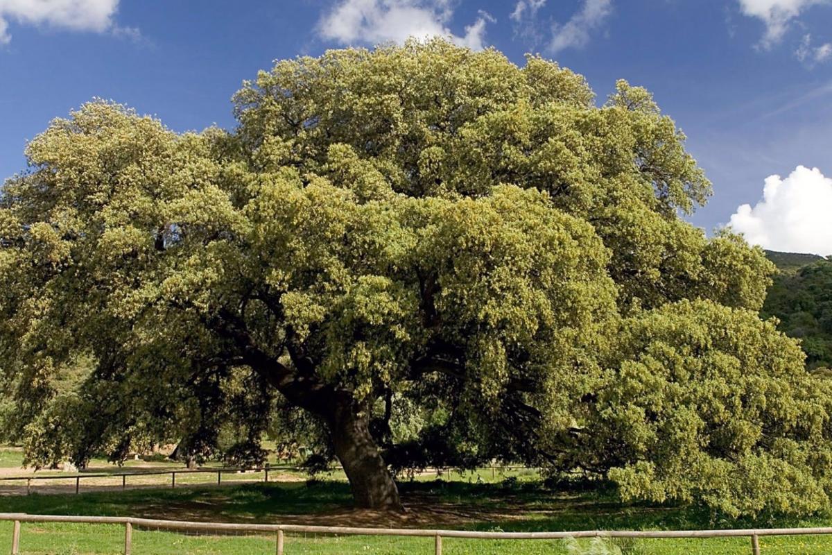 Chaparro de la Vega de Coripe, en Sevilla.