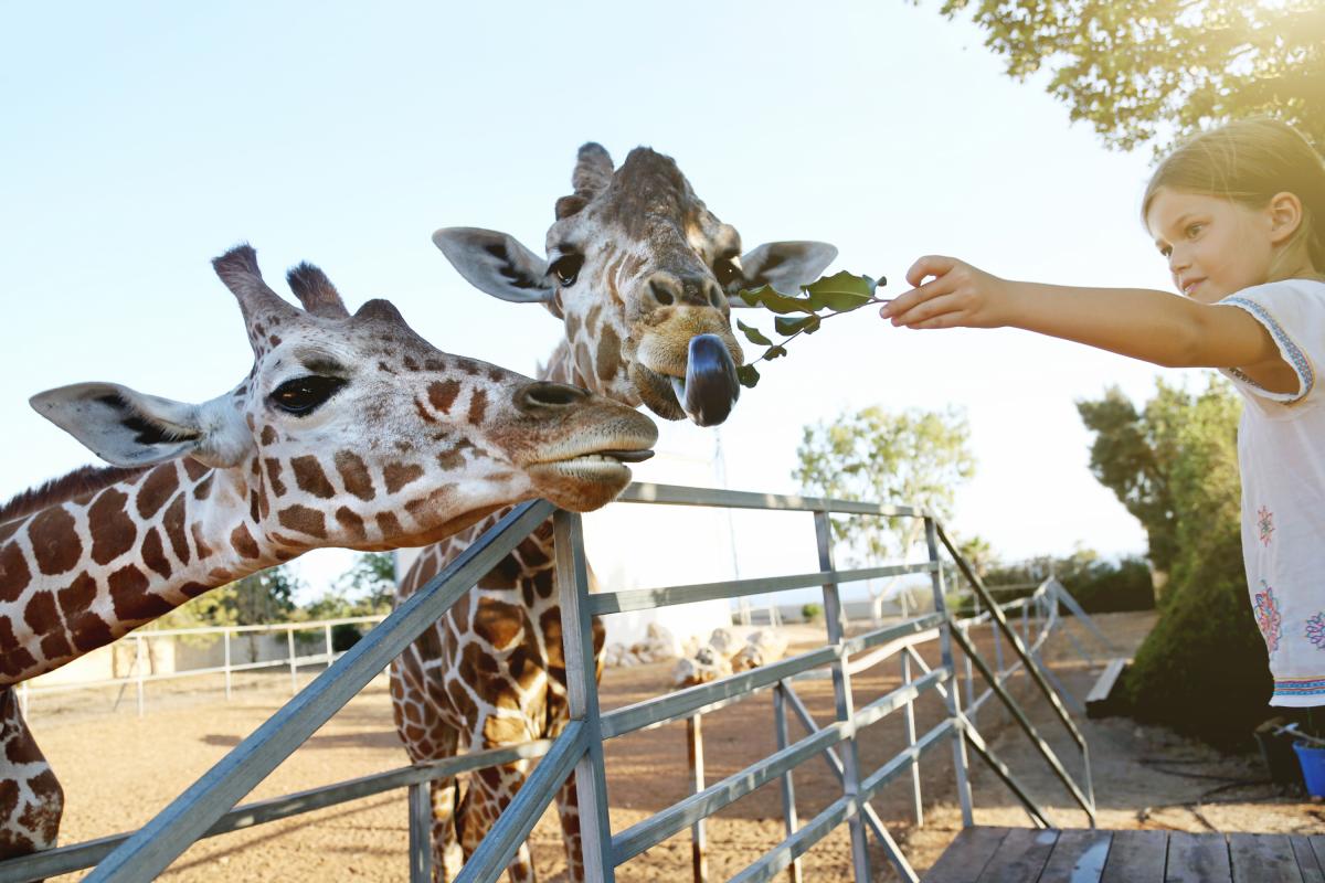 Jirafas en un zoológico.