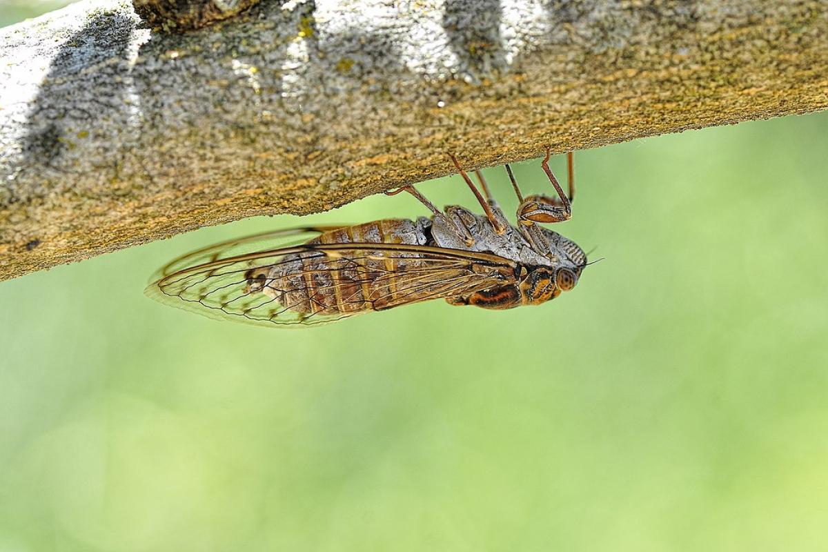 Una cigarra, en una imagen de archivo