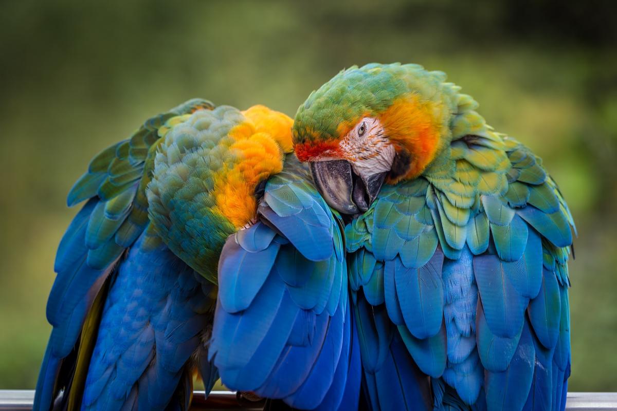 Un loro, en una imagen de archivo