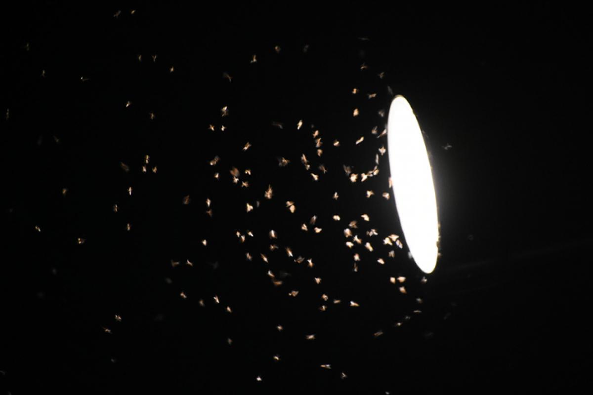 Imagen de un foco de luz con numerosos insectos revoloteando.