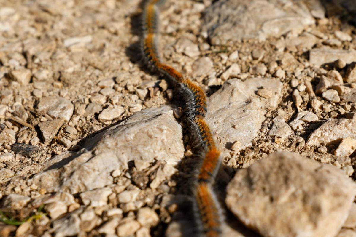 Ejemplares de procesionaria en el suelo de un bosque en España
