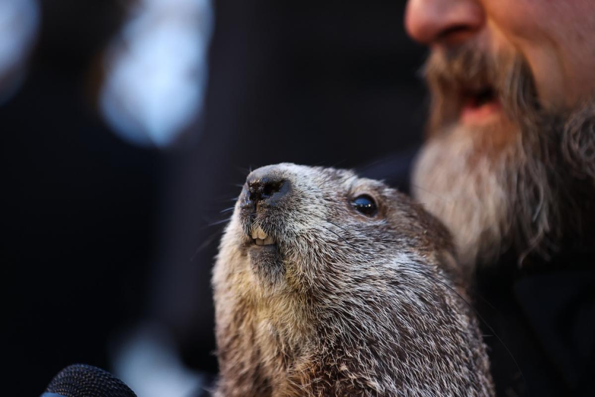 La marmota Phil en la ciudad de Punxsutawney, Pensilvania (EEUU)