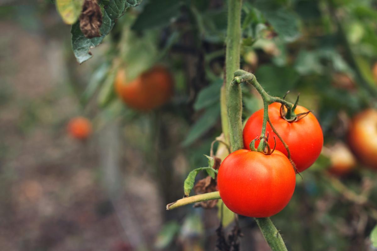Tomates españoles.