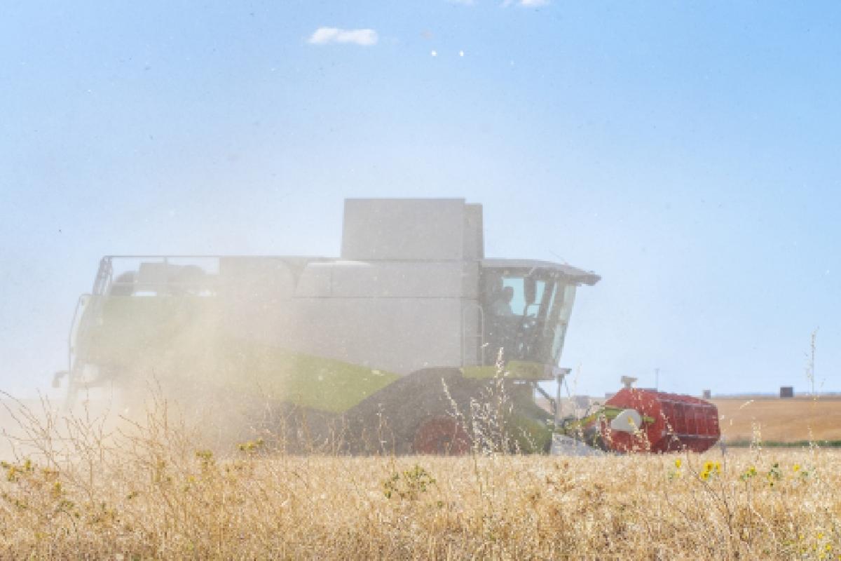 Agricultor conduce una cosechadora en un campo de trigo.