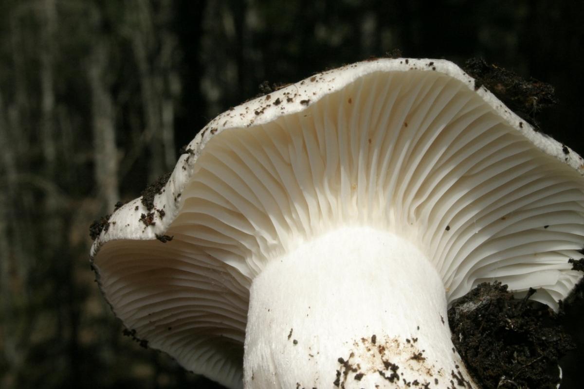 Ejemplar de seta marzuelos o seta de invierno.