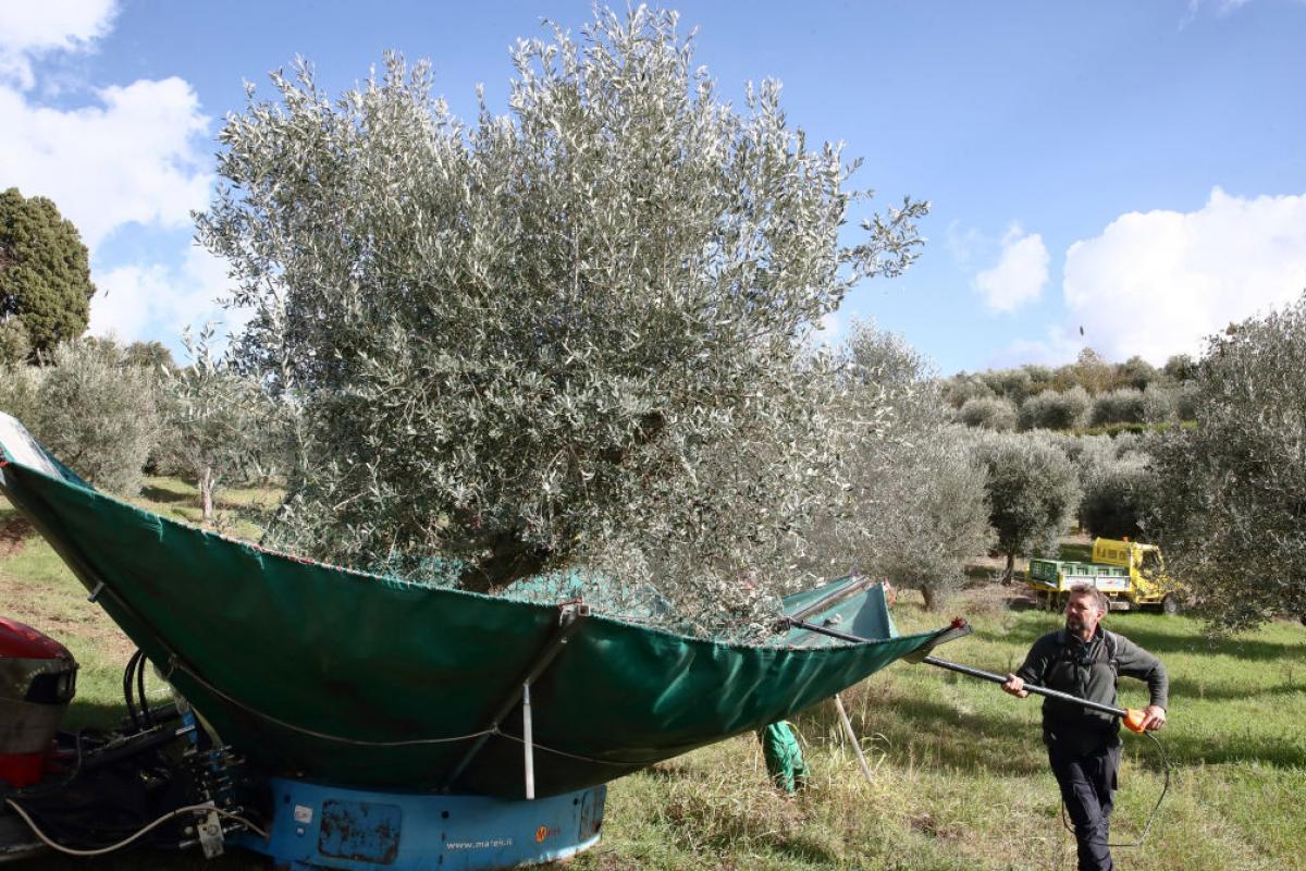 Recolección de aceitunas en un olivar italiano.