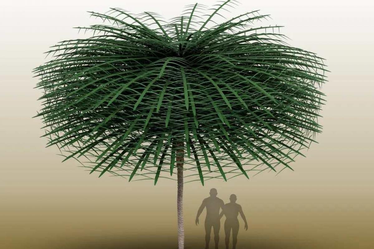 Recreación más fidedigna del árbol antiguo