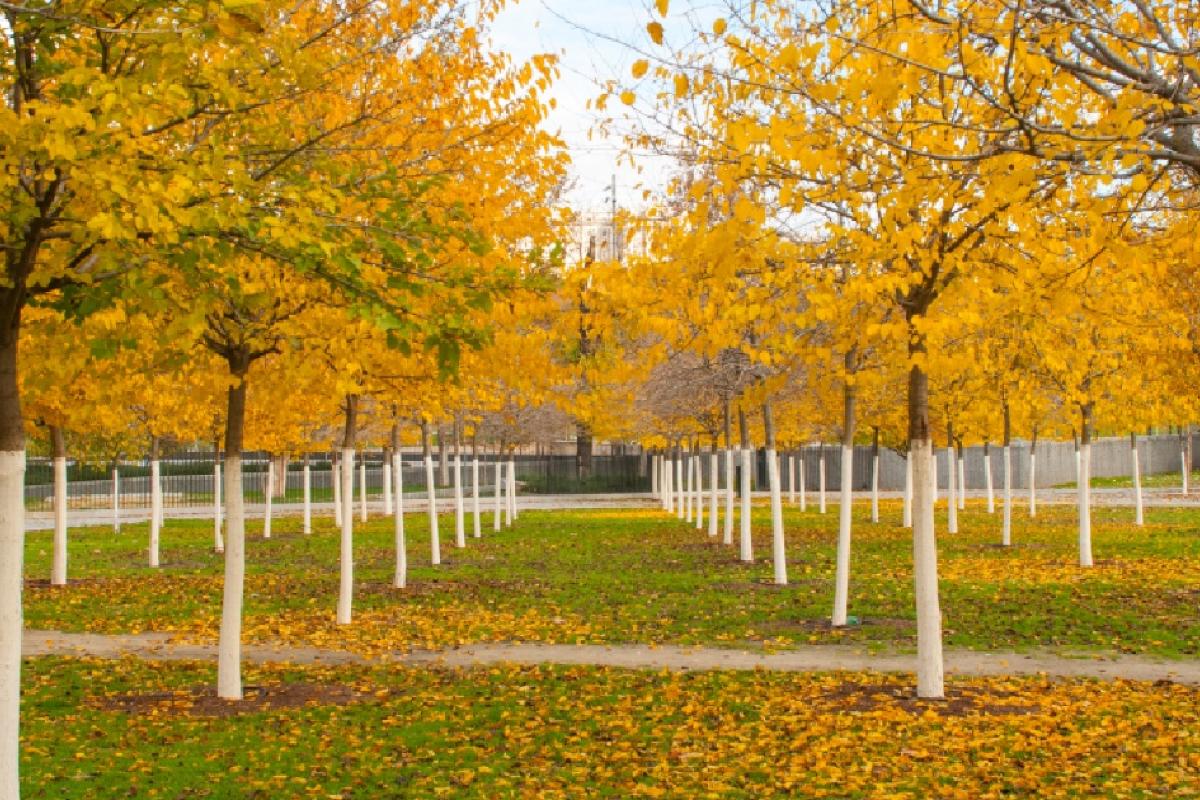 Árboles pintados de blanco.