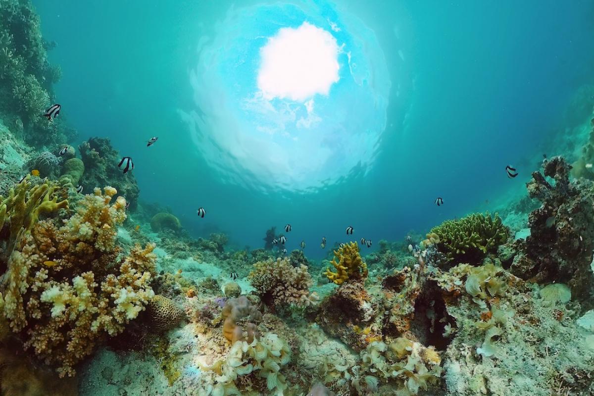 Arrecife de coral en el fondo marino de Filipinas.