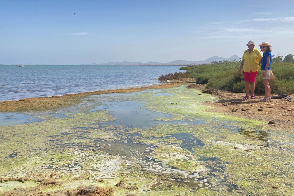 Los ecologistas culpan de la contaminación del Mar Menor a los pesticidas que usan los agricultores de Murcia.