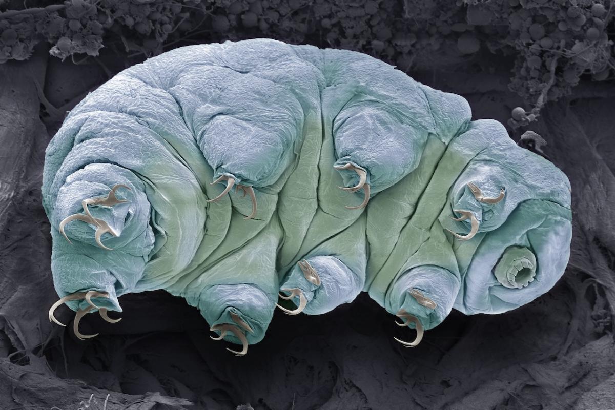Micrografía electrónica en color de una tardigrada, también conocido como oso de agua.