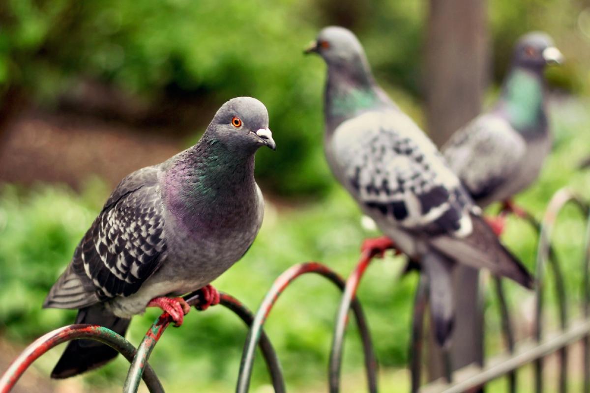 Palomas en un parque