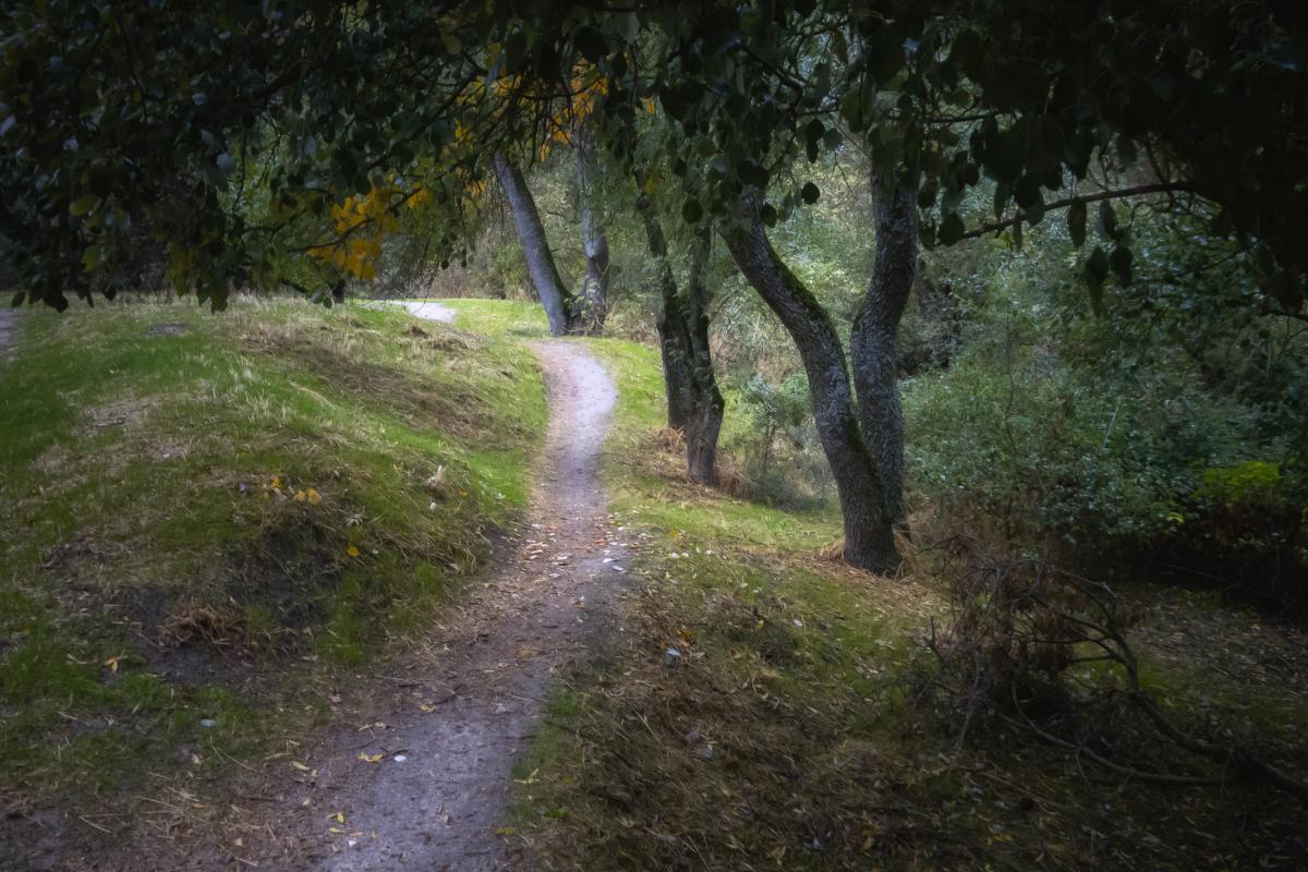 Un camino atraviesa un bosque de España.