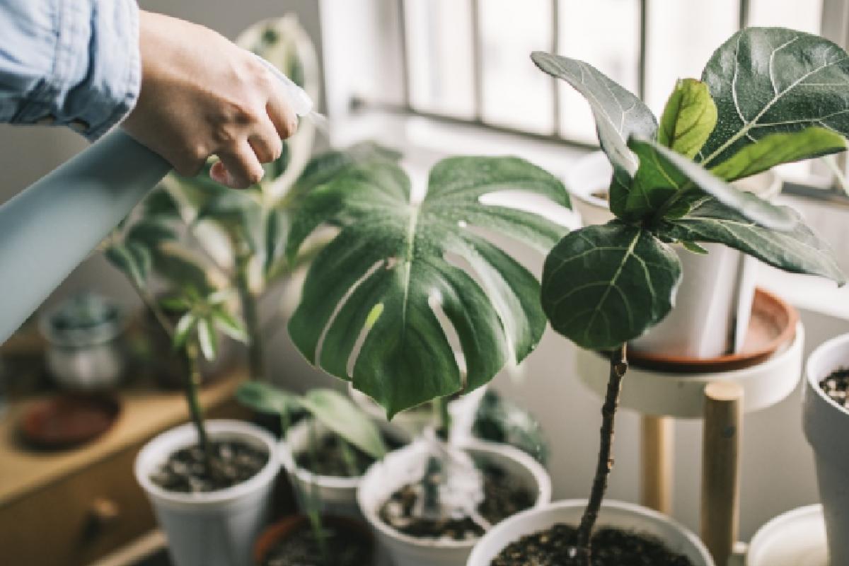 Hombre regando sus plantas.