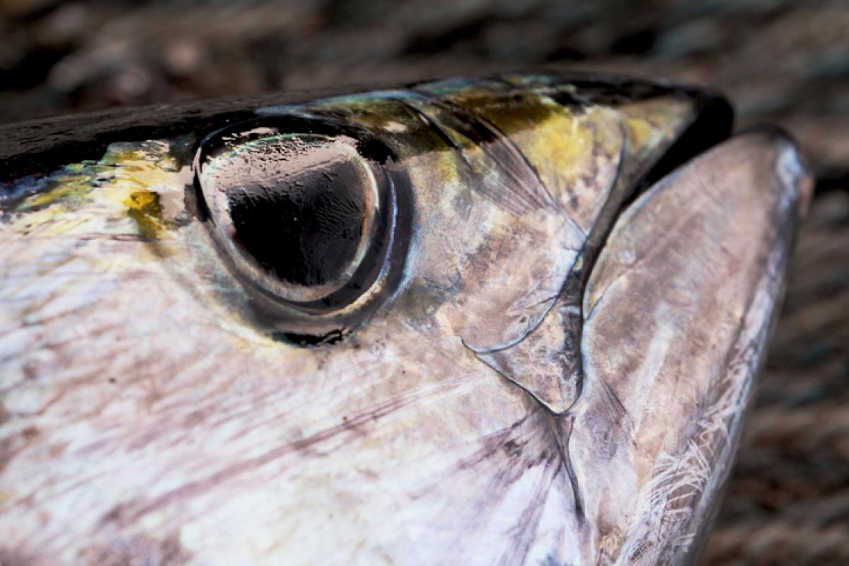 Imagen de archivo de la cabeza de un atún.