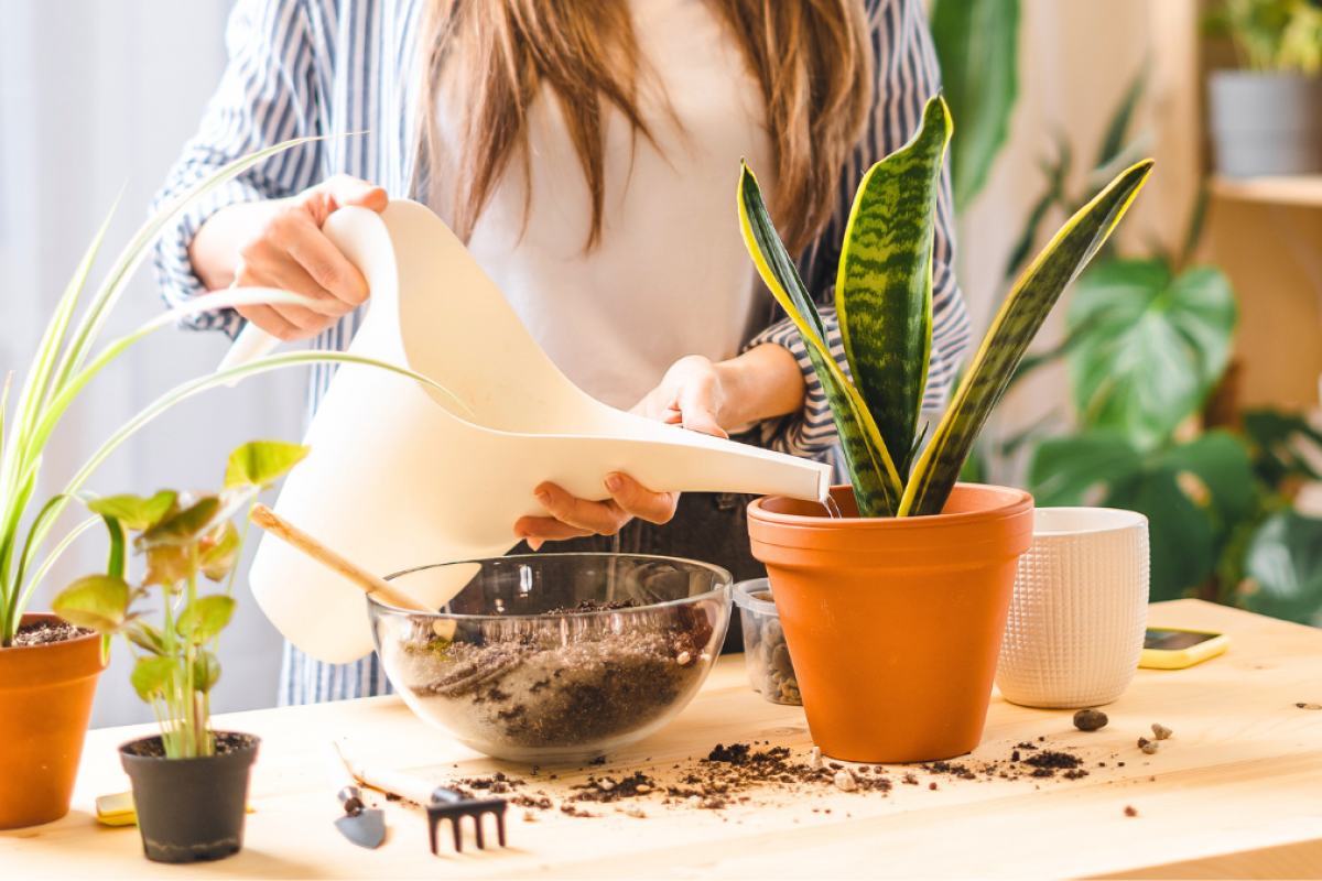 Cómo cuidar las plantas del interior