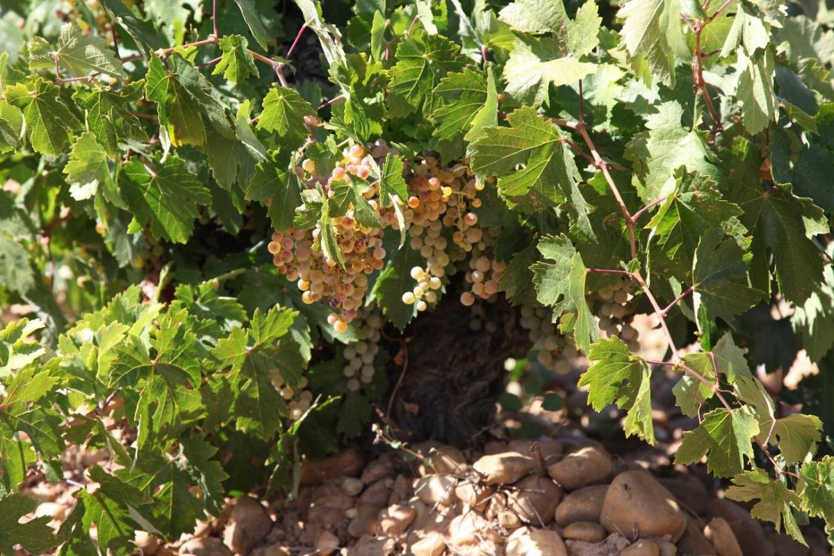 ‘61’ Dorado en Rama