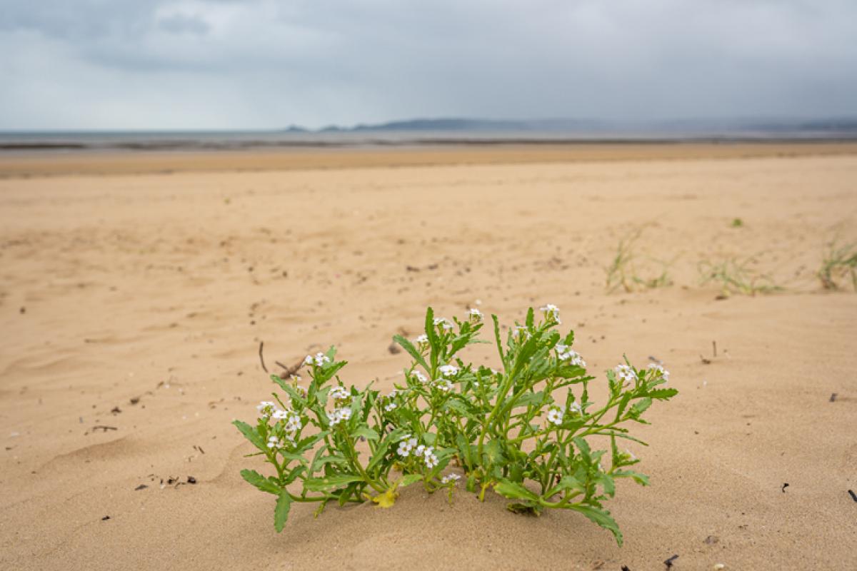 Imagen de archivo de un ejemplar de 'Cakile maritima', en un arenal de Gales (Reino Unido).