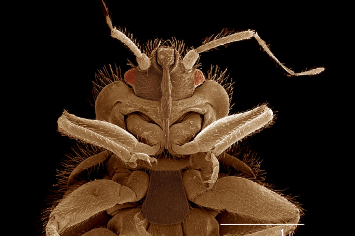 Detalle de una chinche, en una imagen de archivo.