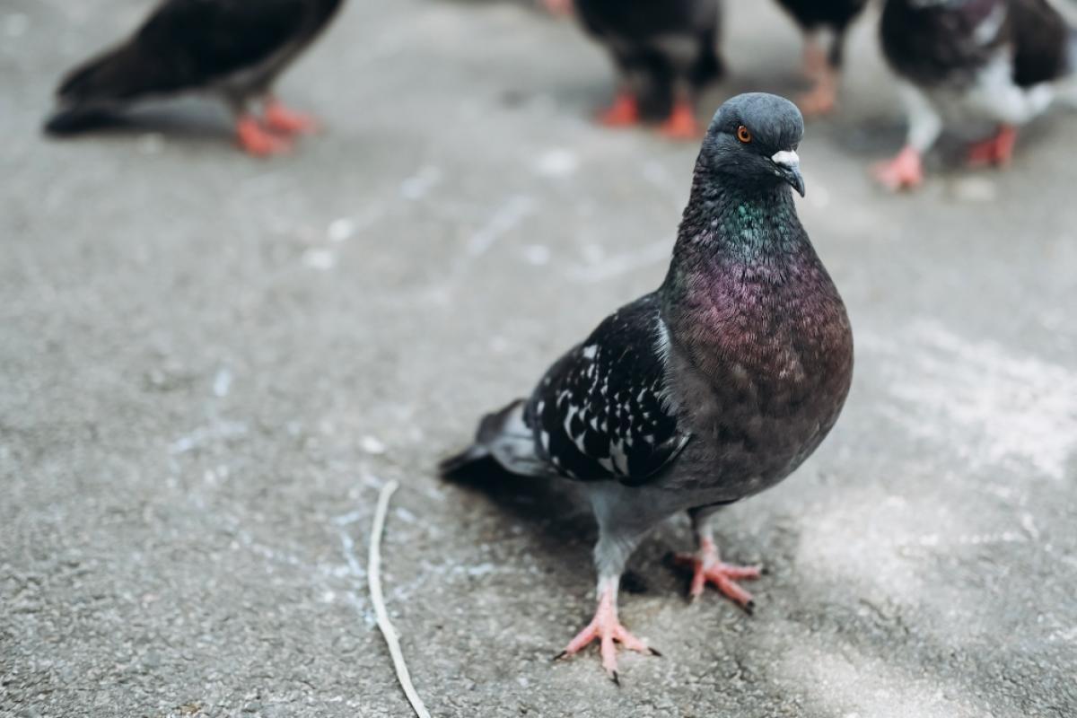 Palomas en la ciudad
