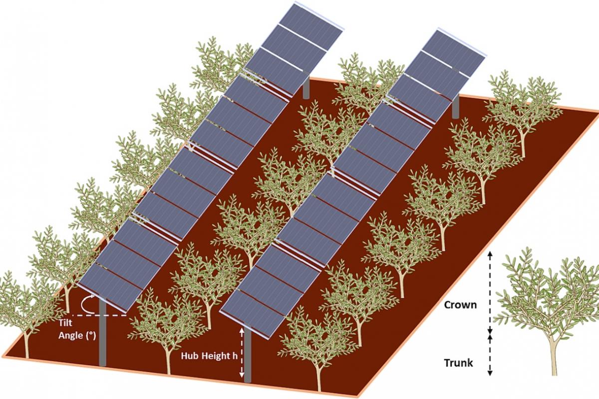 Propuesta de sistema agrivoltaico desarrollado por investigadores españoles e italianos.