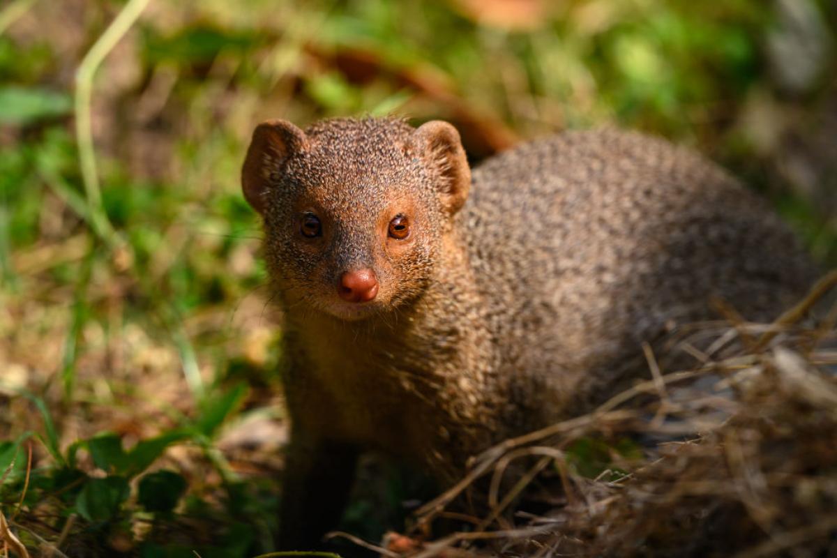 Un meloncillo, en una imagen de archivo