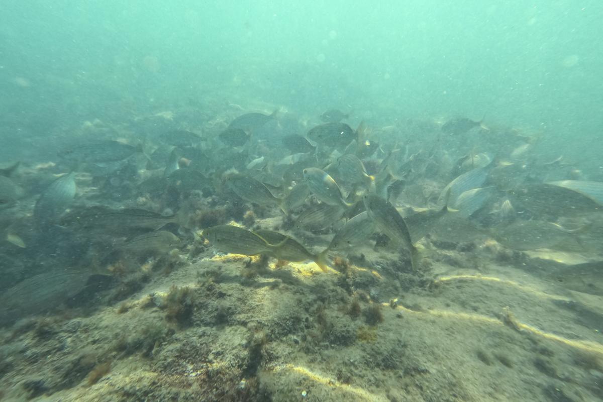 Foto de archivo de peces en el Mediterráneo.