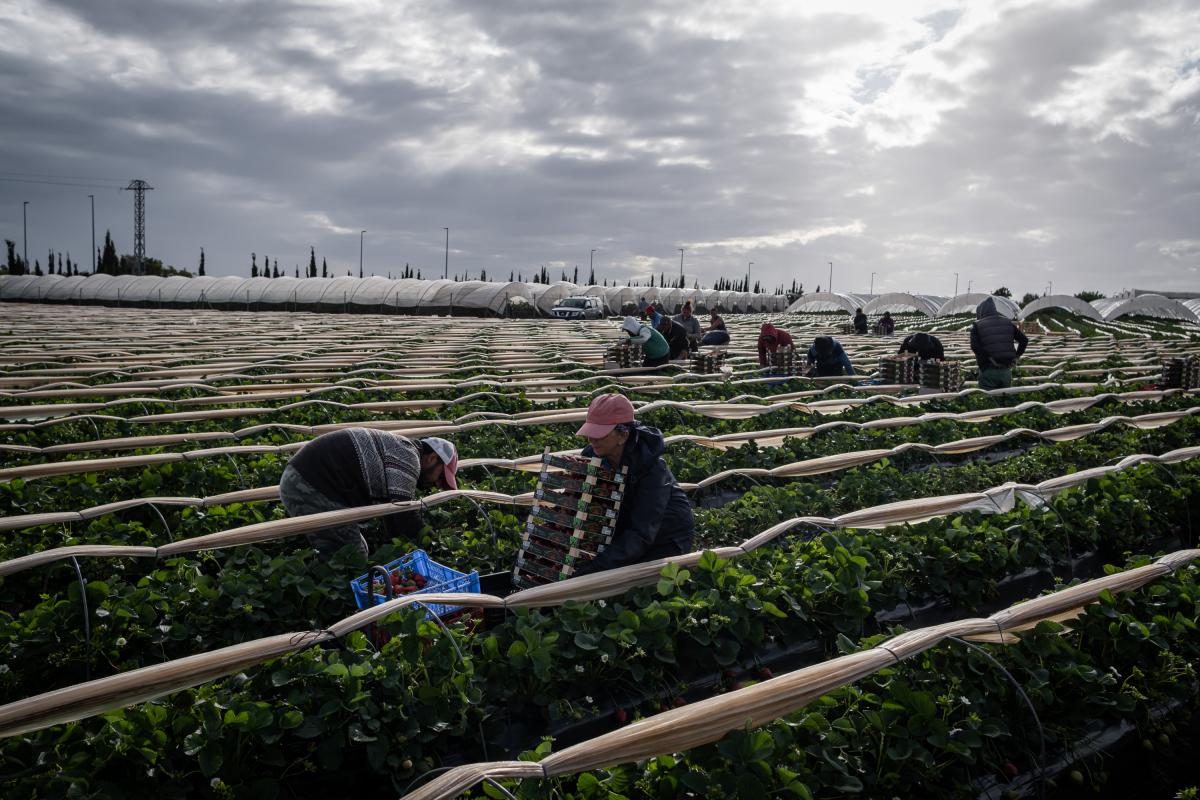 El sector de los berries en España.