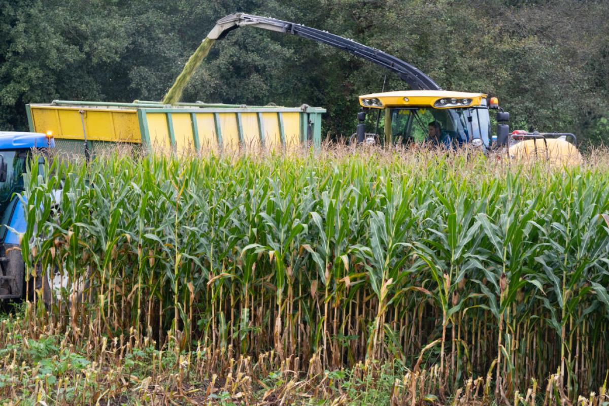 Un agricultor gallego recoge maíz en un campo ubicado en Laxe, A Coruña.