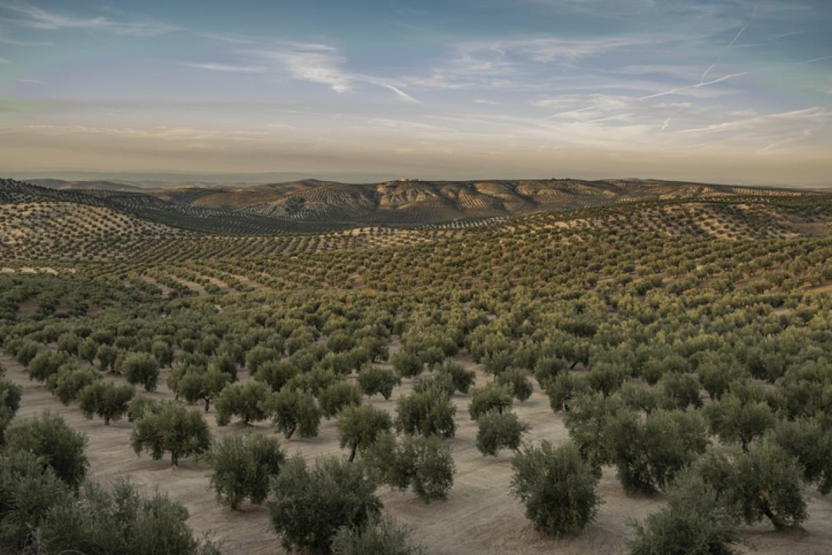 Imagen de archivo de una plantación de olivos en Jaén.