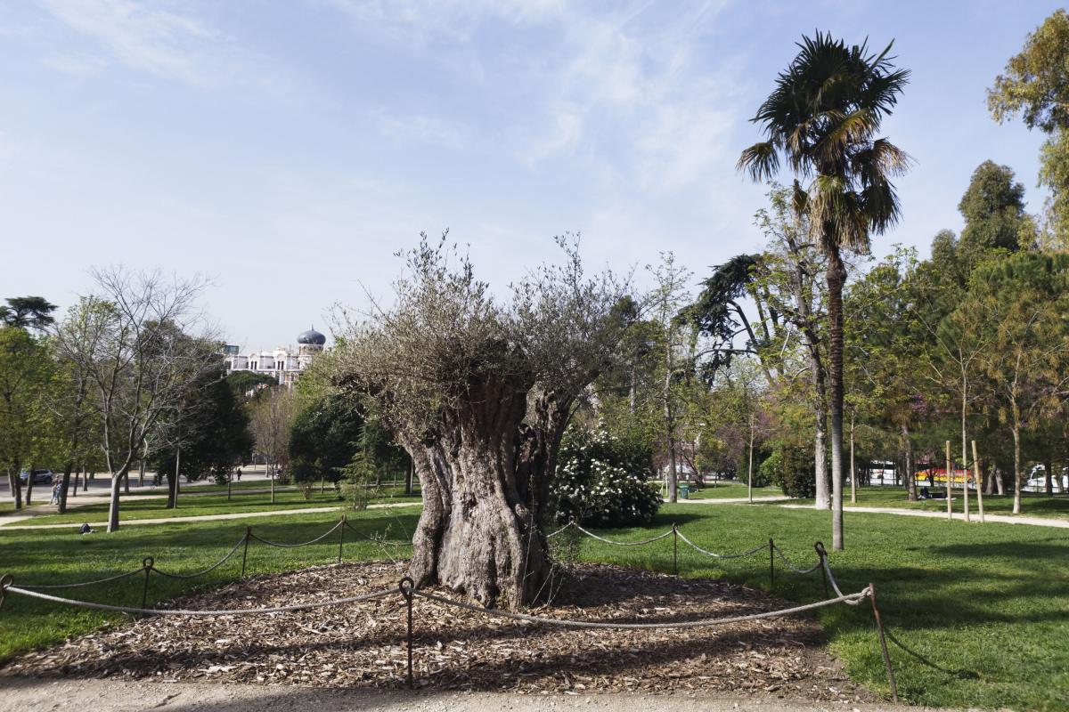 Árbol más longevo del parque de El Retiro