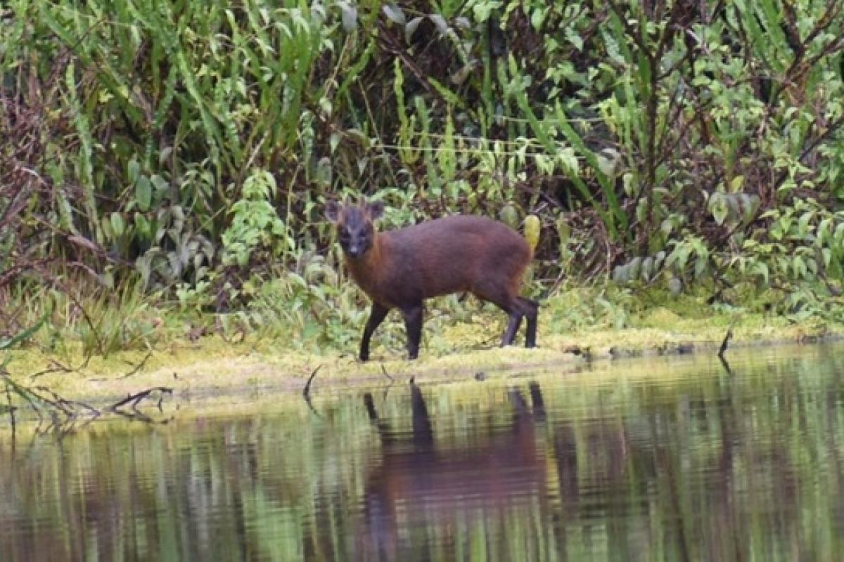 Pudú de Huancabamba, descubierta una nueva especie de ciervo en el norte de Perú