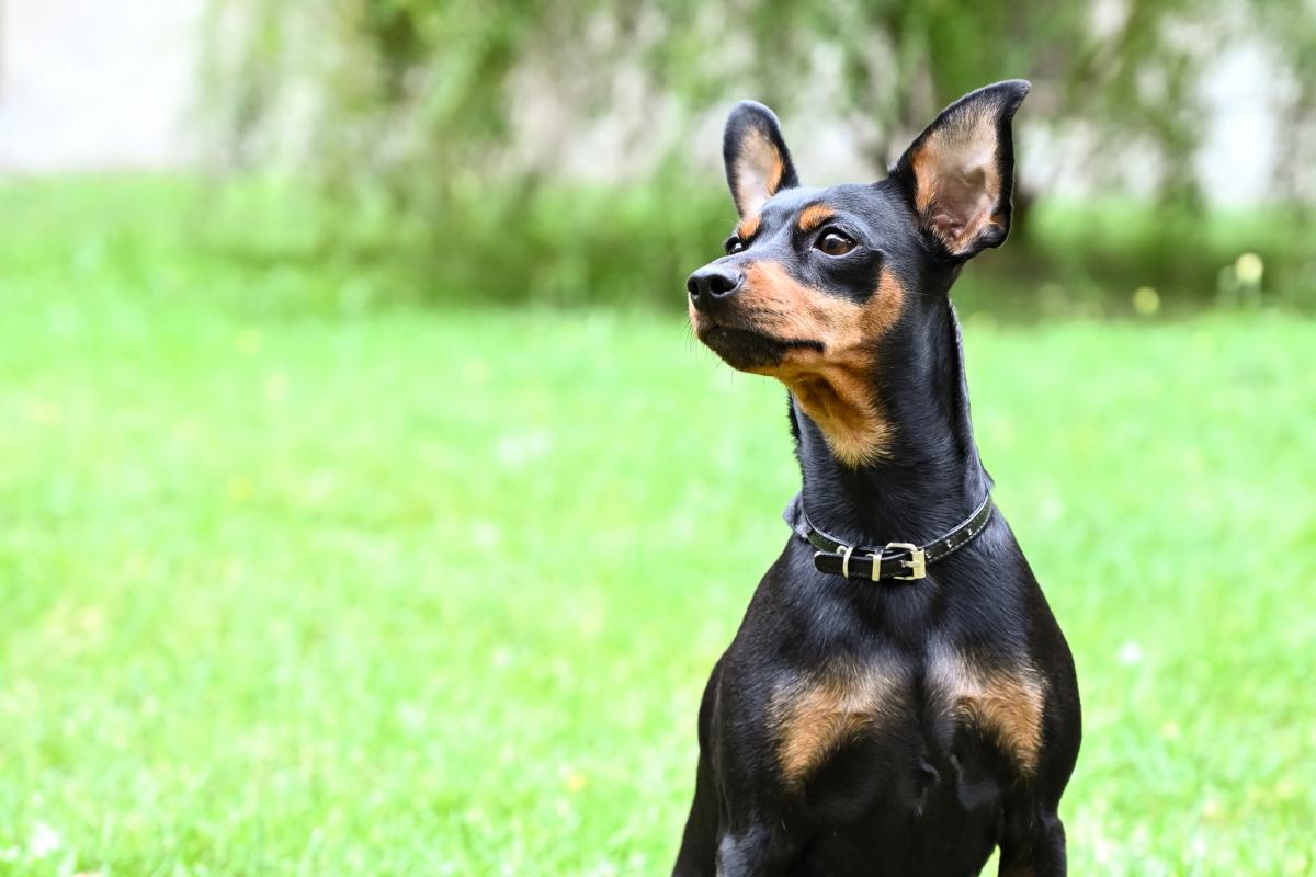 Ejemplar de pinscher alemán.