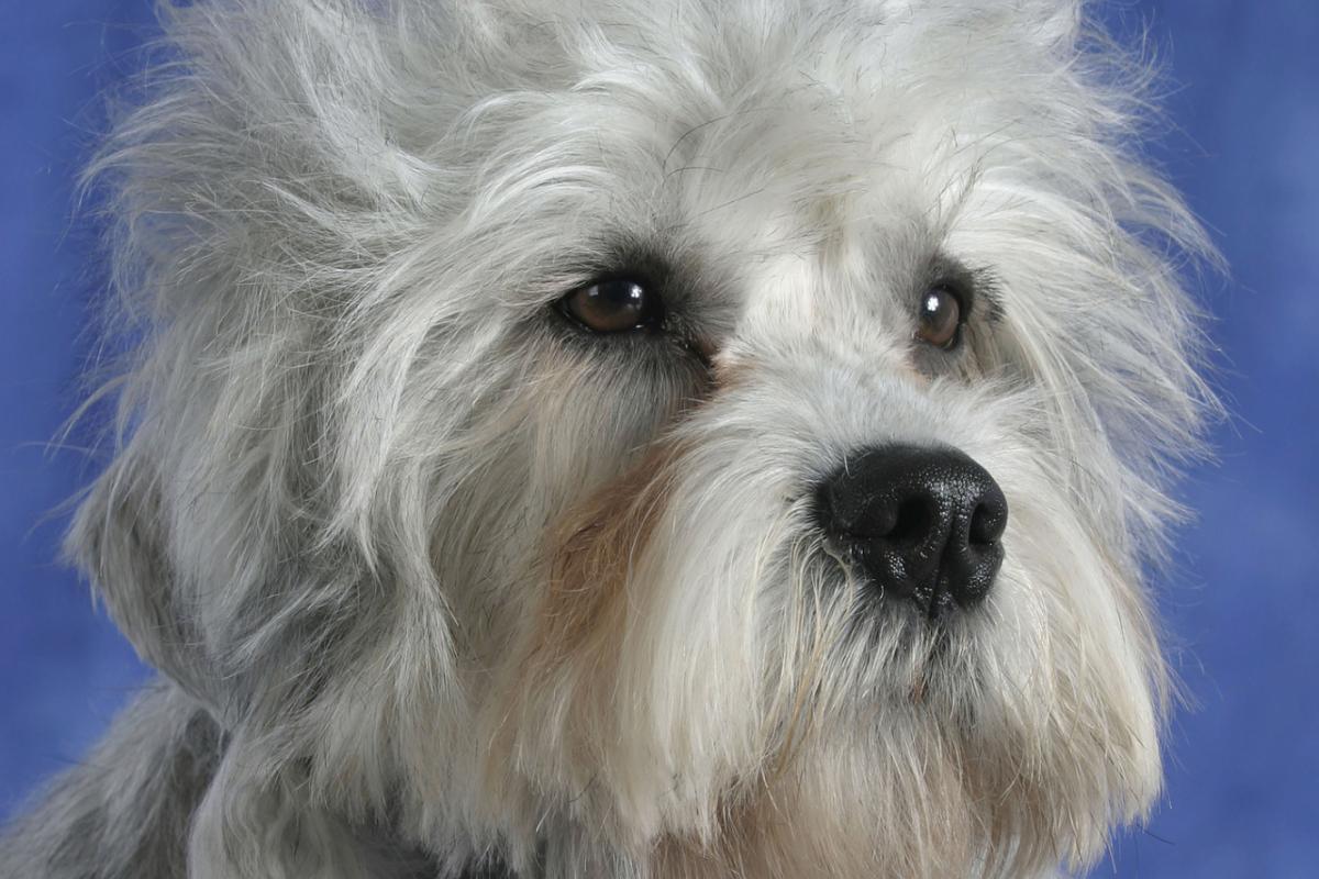 Un perro de la raza dandie dinmont terrier.