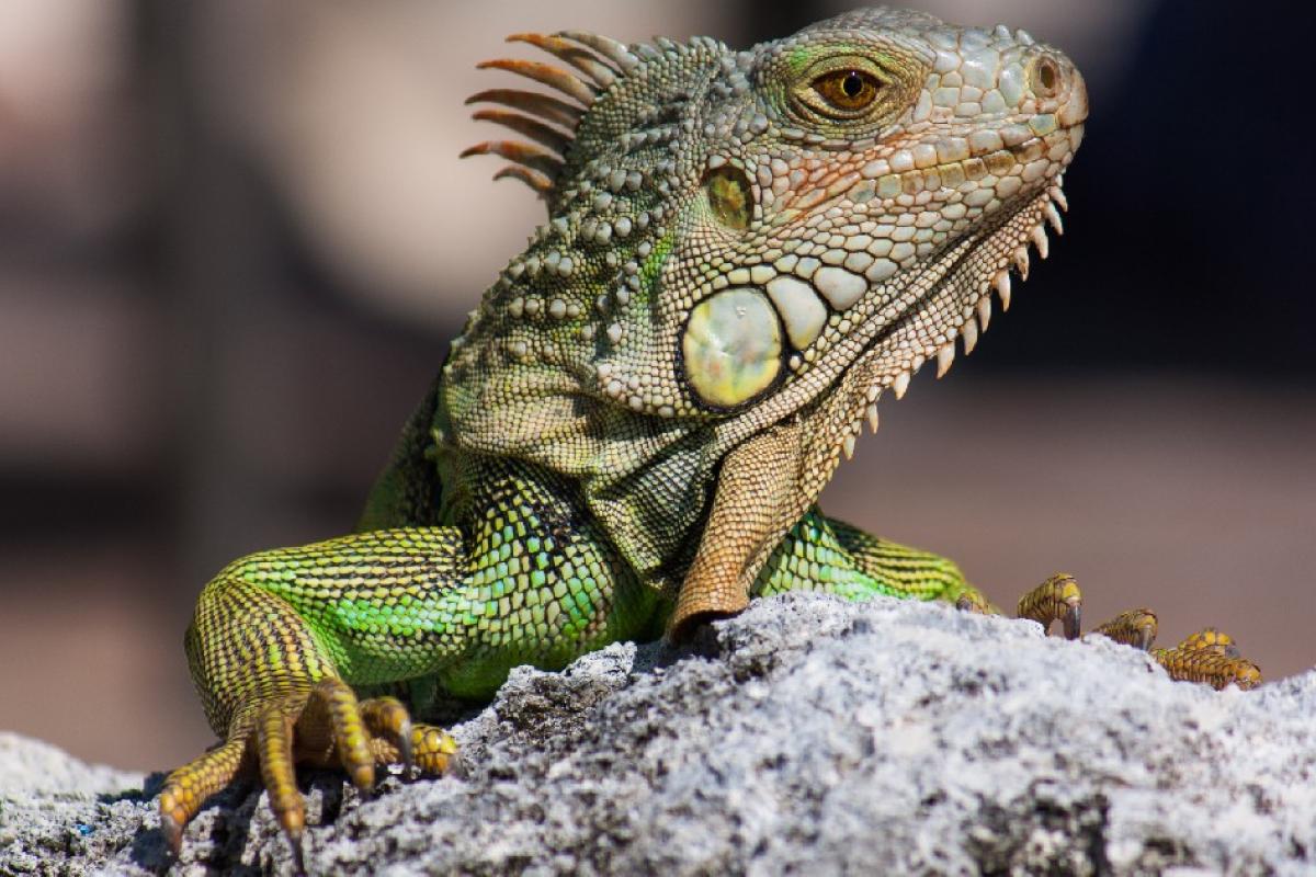 Una iguana.
