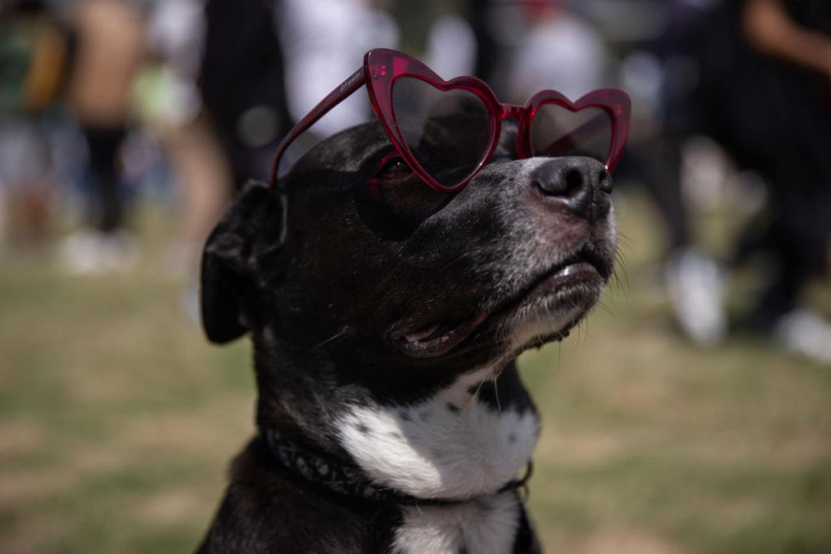 Un perro, con gafas de sol, durante el eclipse solar anular visto en México en 2023.