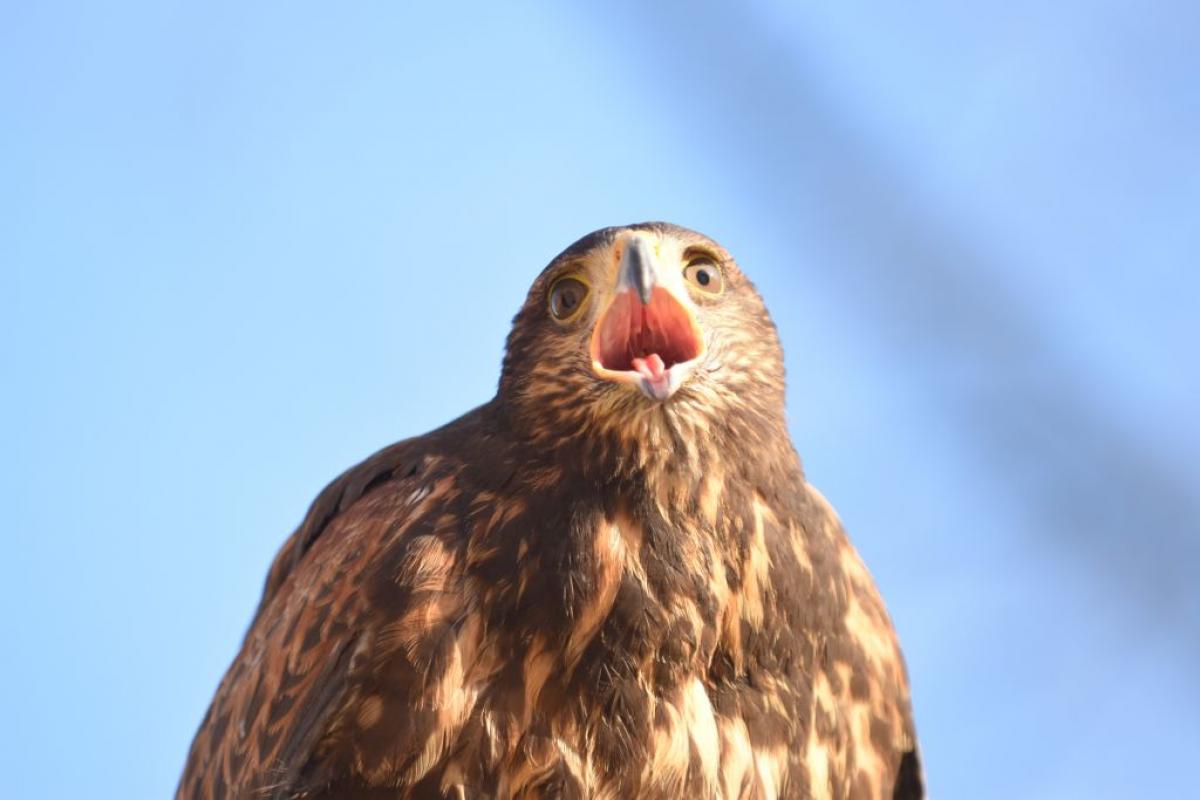 Un ejemplar de águila Harris.