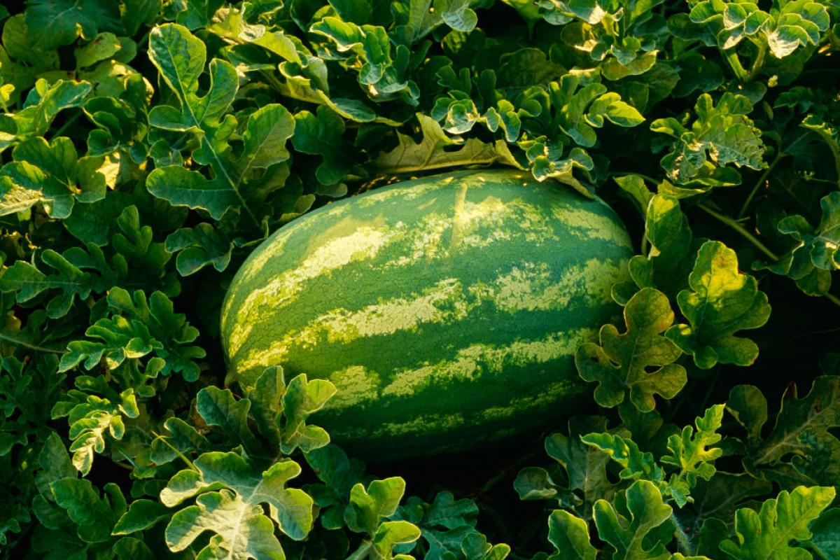 Una sandía, a punto