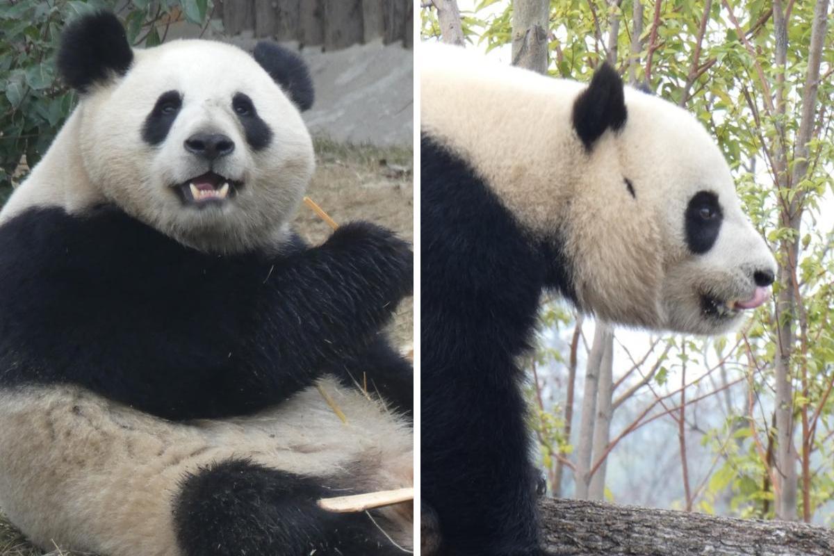 Los pandas Jin Xi y Zhu Yu.