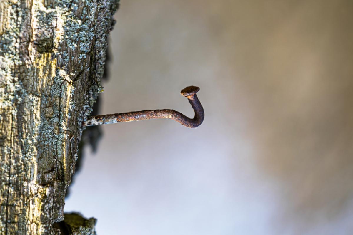 Imagen de archivo de un clavo oxidado en un árbol.
