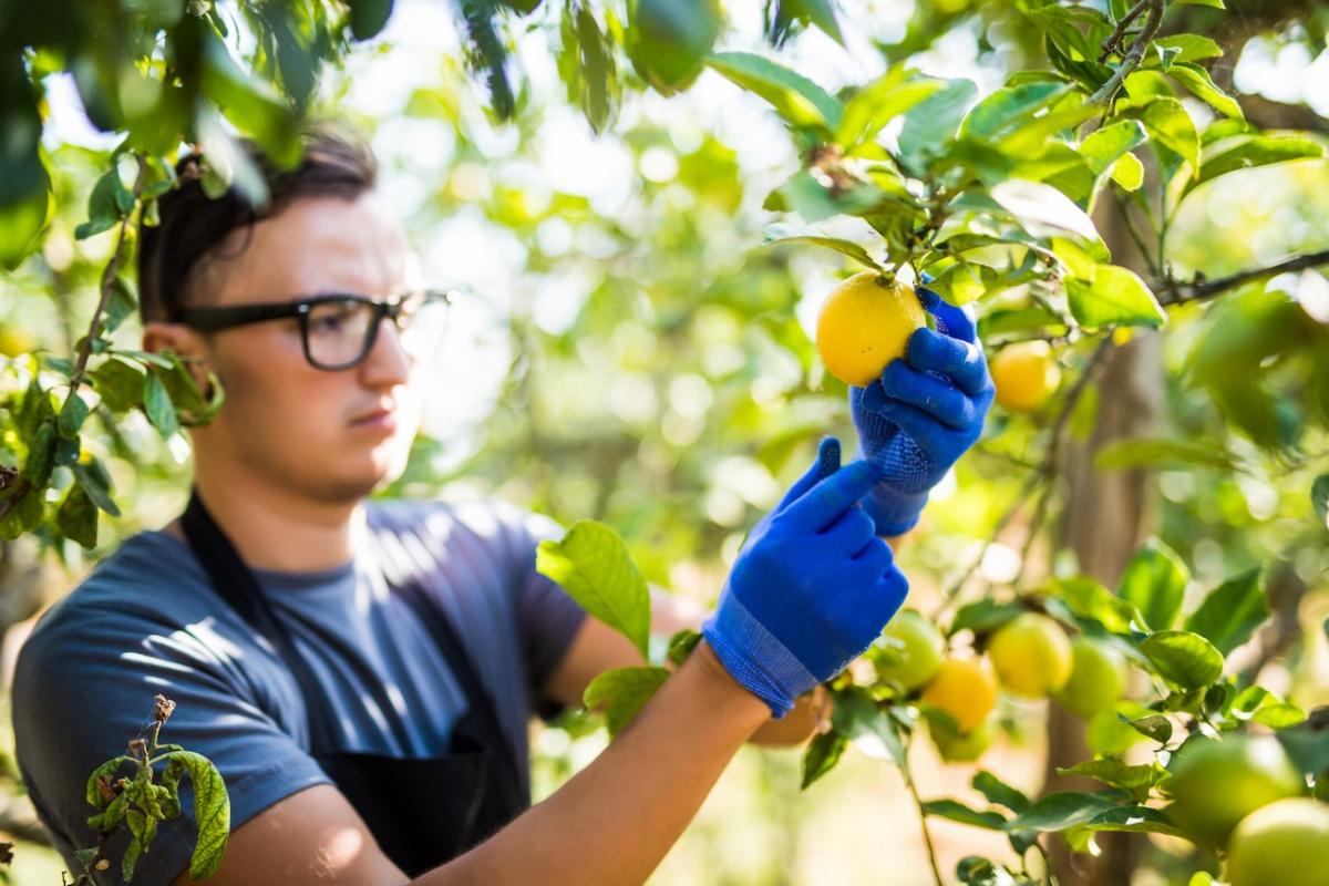Un productor de limones recoge su producto en la finca donde los produce.