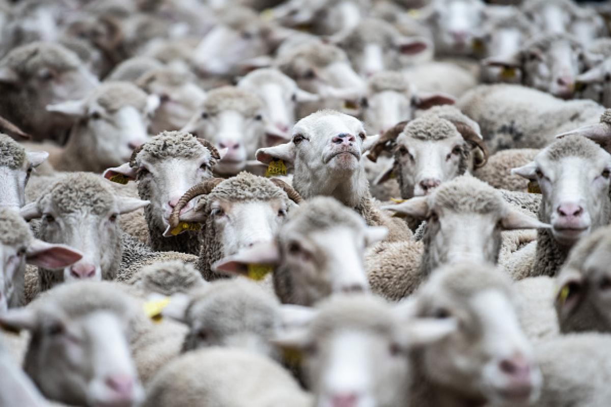 Imagen de archivo de un rebaño de ovejas.