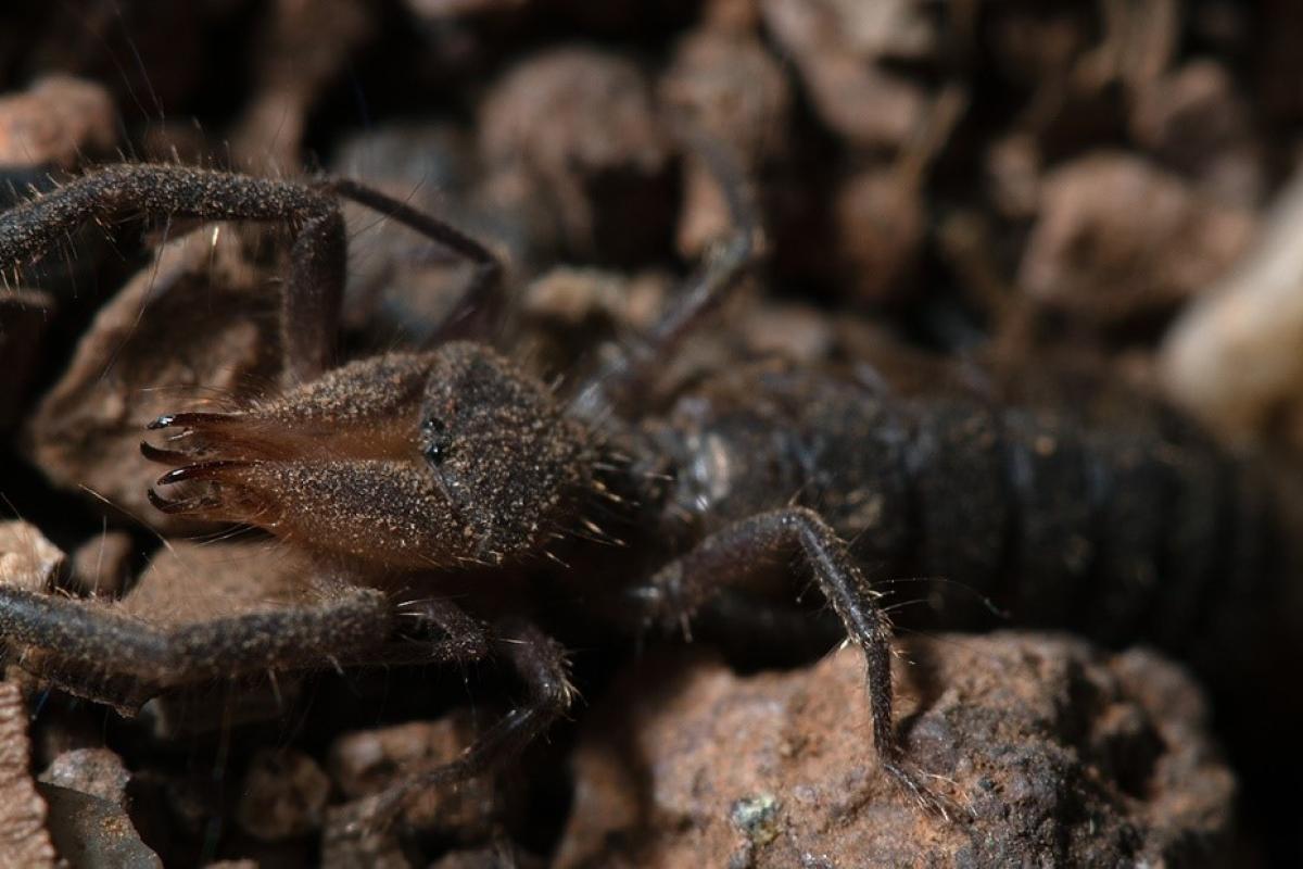 La araña camello descubierta por el CSIC en España