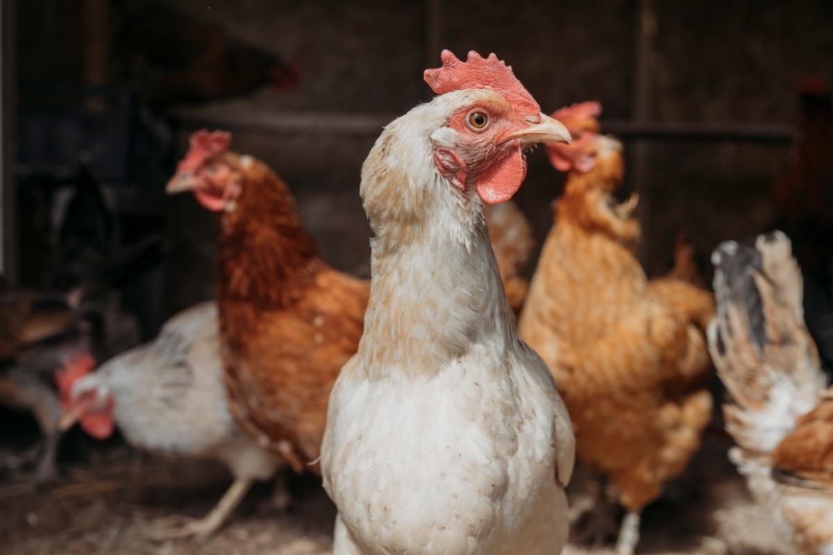 Gallineros de autoconsumo