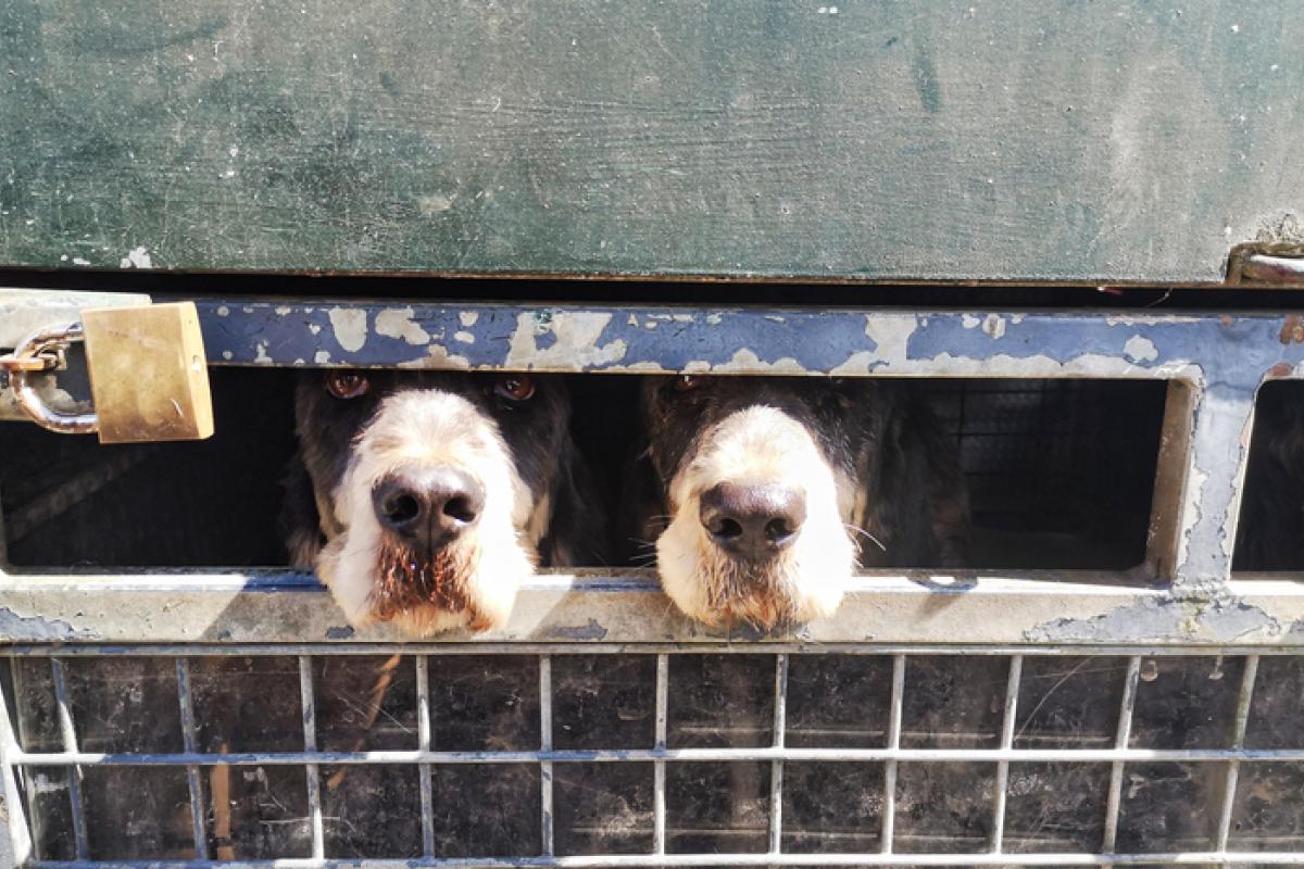 Imagen de archivo de dos perros de caza en un remolque.