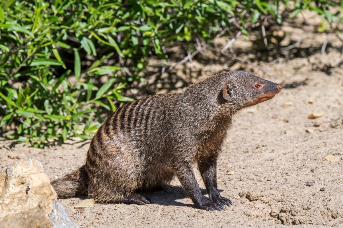 Un meloncillo, conocido como mangosta.